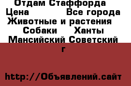 Отдам Стаффорда › Цена ­ 2 000 - Все города Животные и растения » Собаки   . Ханты-Мансийский,Советский г.